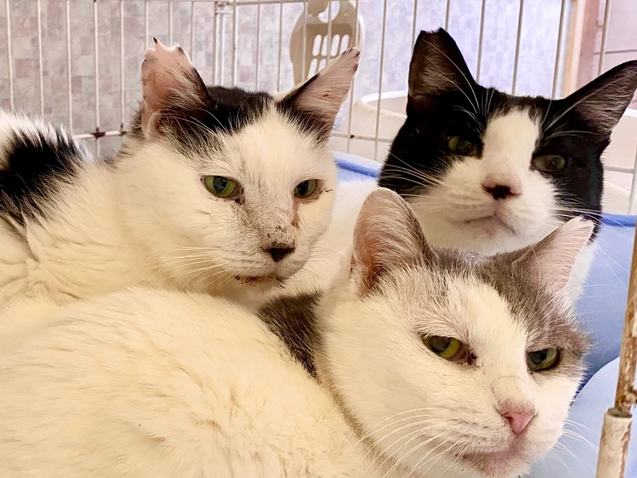 すべての猫たちに新しい家族を〜すべての猫に幸せになれるチャンスを与えたい思い〜