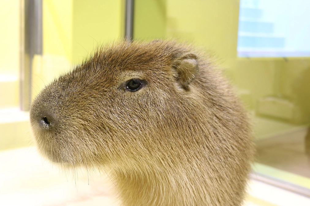 支援率が60%を超えました！