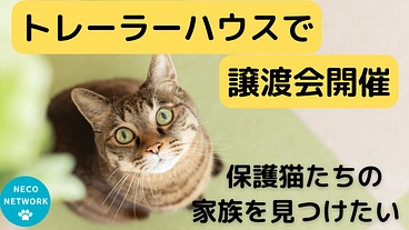 保護猫との出会いの場を広げるために│トレーラーで譲渡会場を作りたい のトップ画像