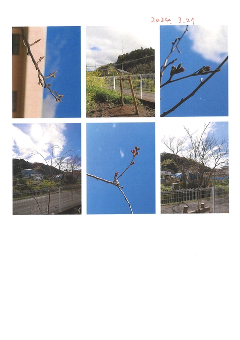 2024.3.27　桜観察