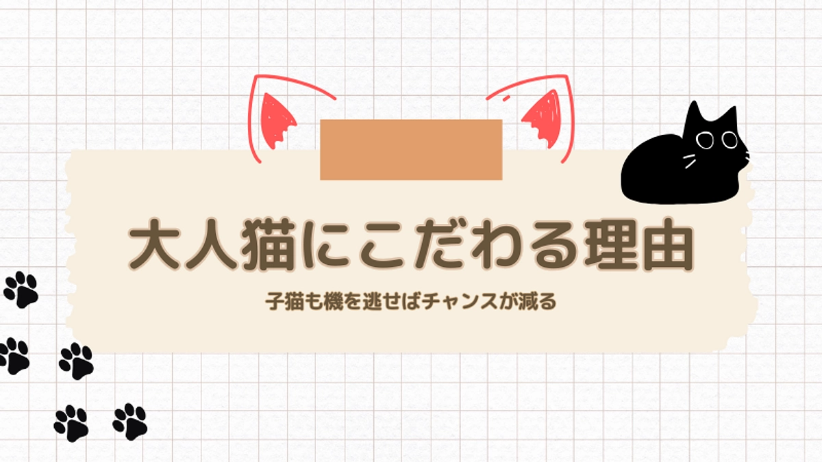 【残り3日へ…】ねことカフェが”大人猫”にこだわる理由