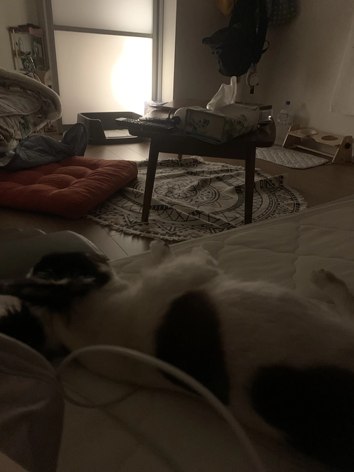 クラファン残り5日・・・😣下痢が出ています。