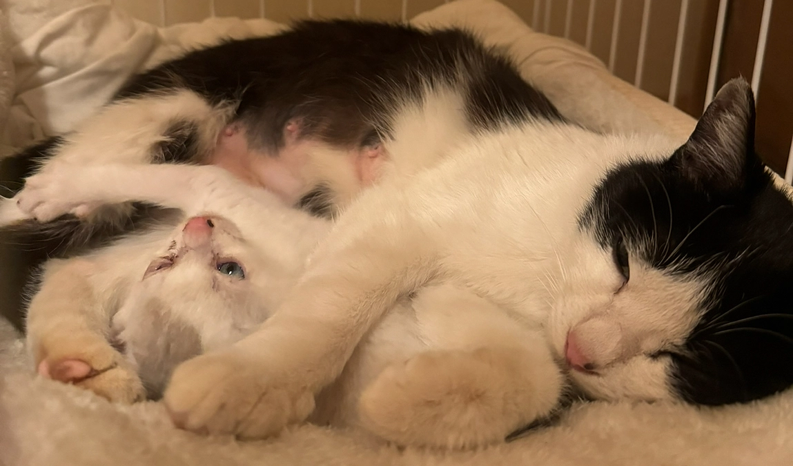 迎え入れて１年、皆さま、ありがとうございます