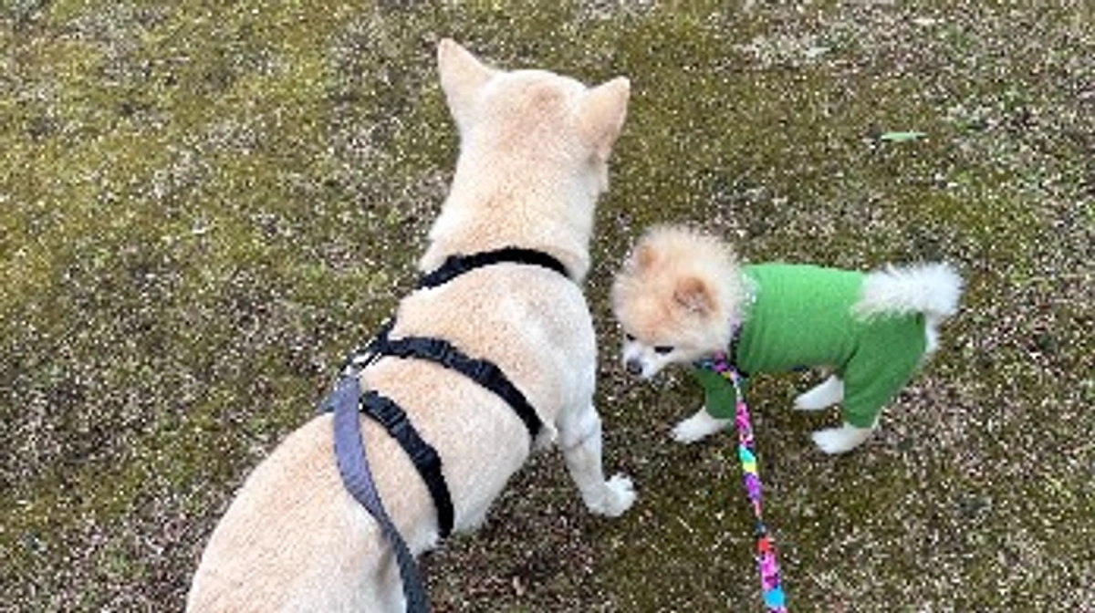 25/59 ☆ ミルクとチーズが好き