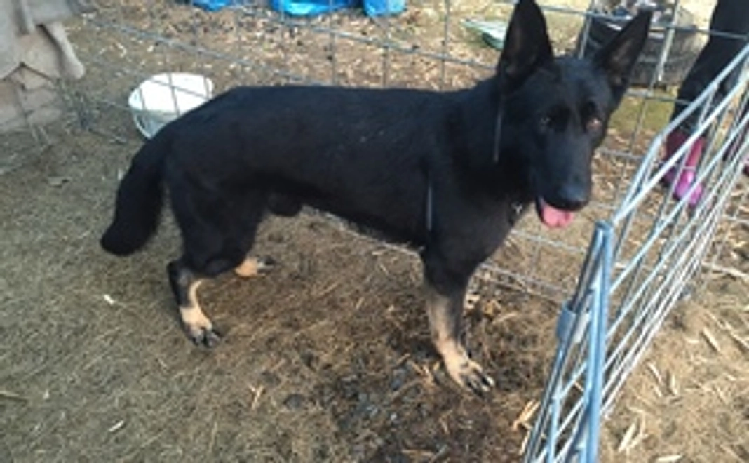 サンクスメール