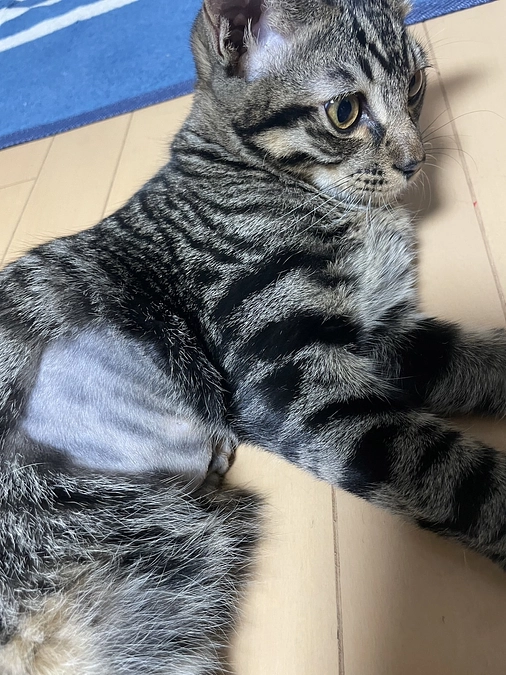 現状報告①お腹の毛が伸びました🐈