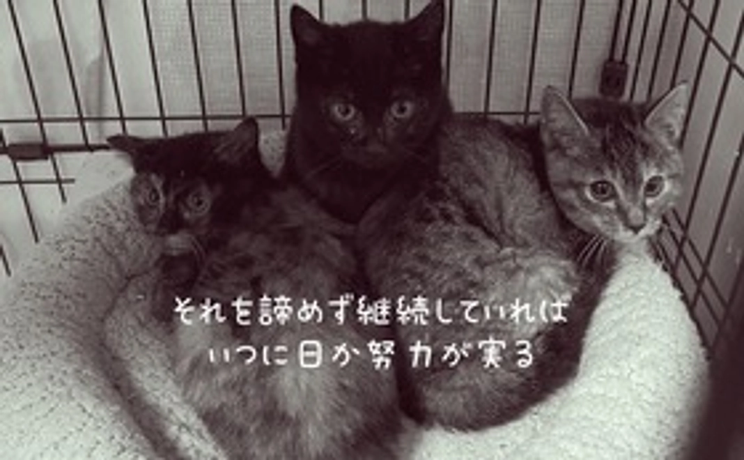 【雨垂れ石を穿つ】感謝のメールと保護猫達の写真