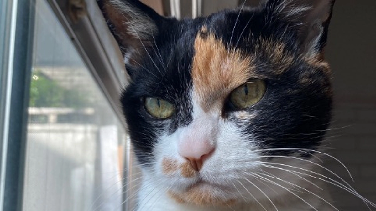 ■活動報告_19：本日の通院報告とご支援のお願い