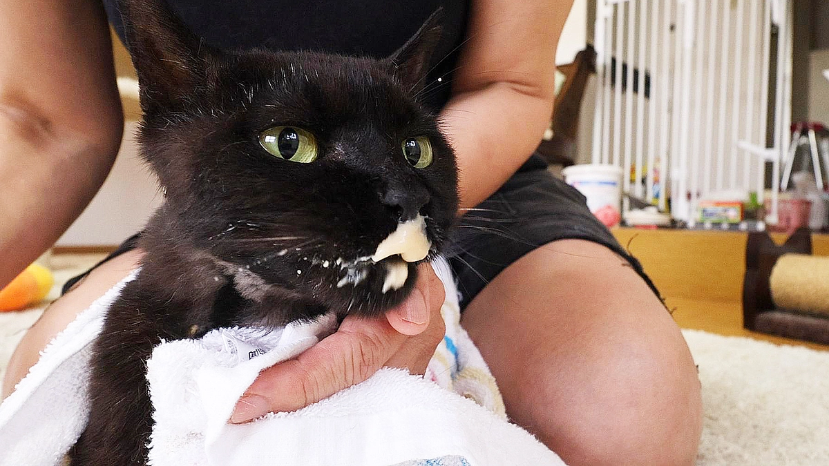 薬とちゅ～るを食べるくーちゃん 