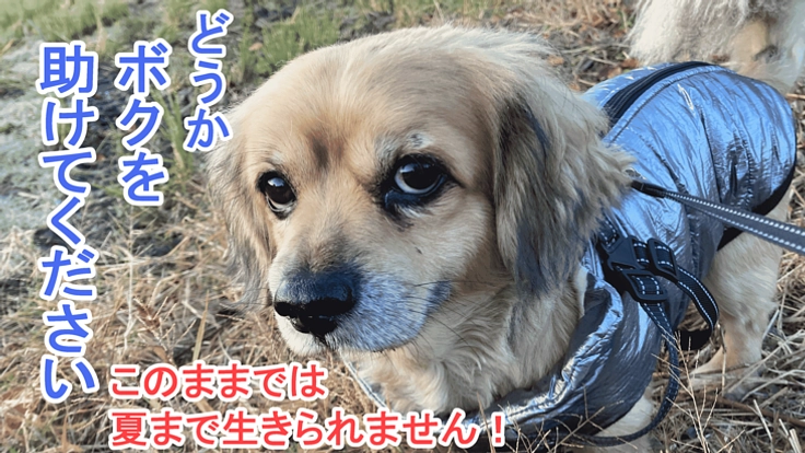【僧帽弁閉鎖不全症】愛犬ドビーの手術費への支援をお願いします!