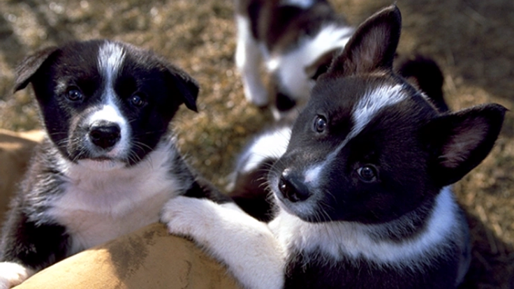 人とクマの共存のために働く犬「ベアドッグ」の出産に挑戦！