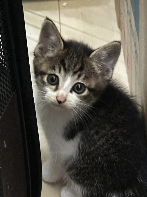 引き取りを出来ない現実