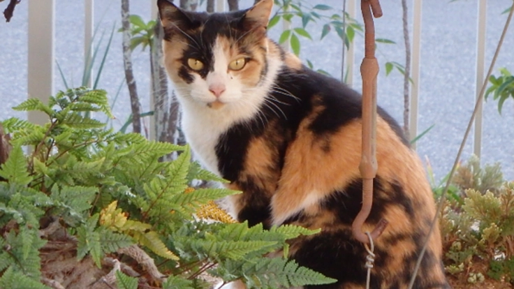 猫たちが安心して暮らしながら里親探しができる環境を整えたい