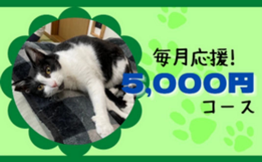 毎月5,000円にゃんたまサポーター!