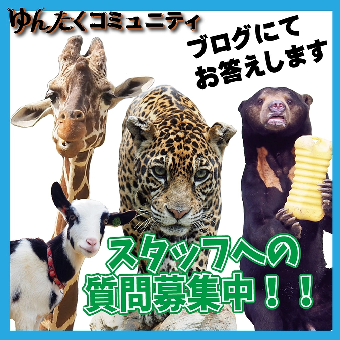 スタッフへの質問募集中です！