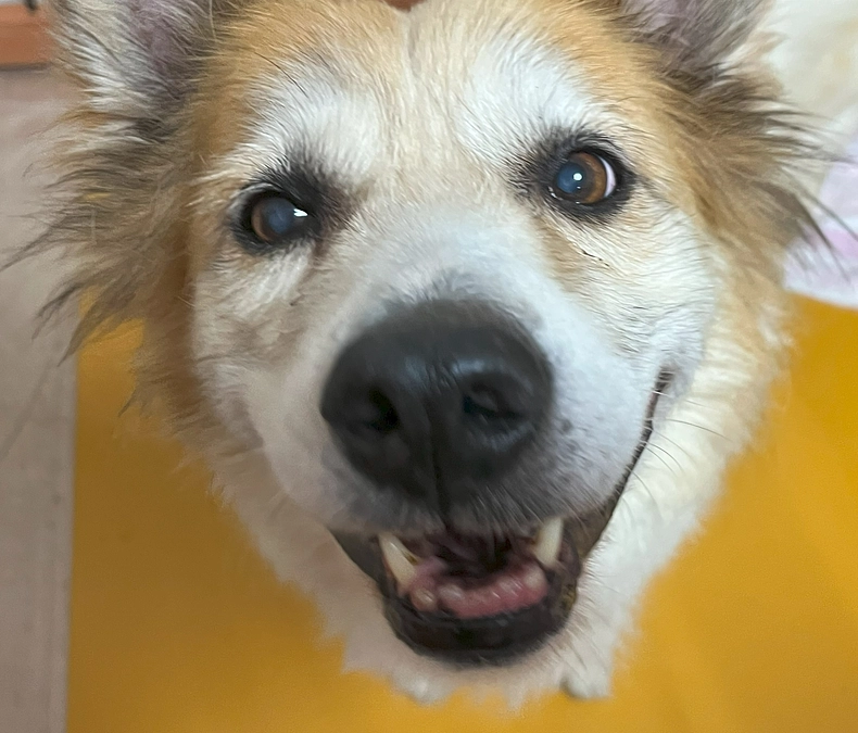 【活動報告】岡山市中区東山で動物虐待犯が出たようです💦