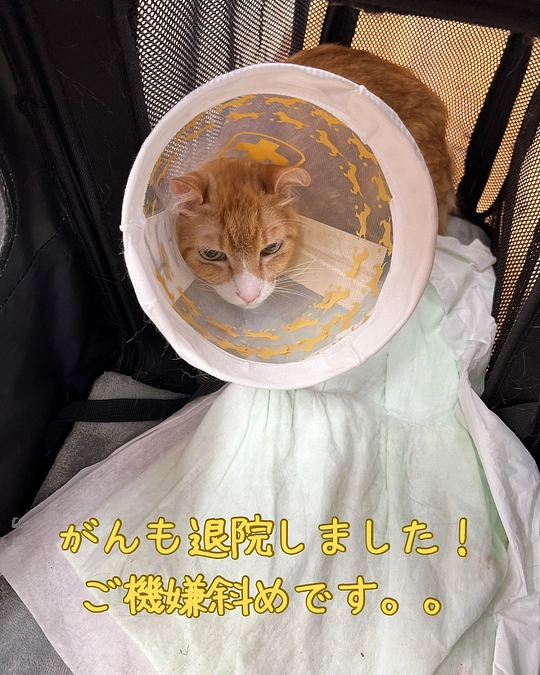 退院しました｡ﾟ(ﾟ´ω`ﾟ)ﾟ｡ご機嫌斜めのがんもです。。