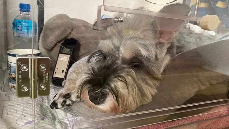 助けて！僧帽弁閉鎖不全、尖弁膜不全、肺水腫の愛犬11歳を救いたい。