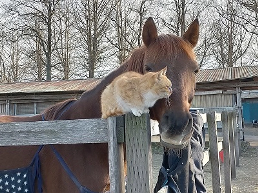 心身のケアが必要な馬たち〜顔面神経麻痺を克服したマロン〜