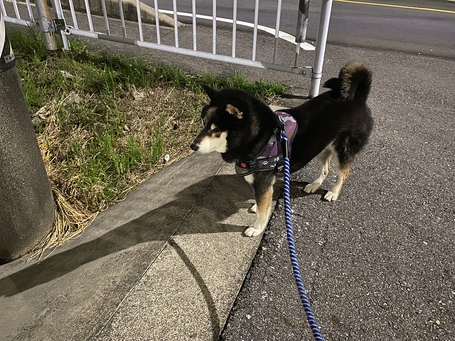 真夜中の散歩と明け方の散歩