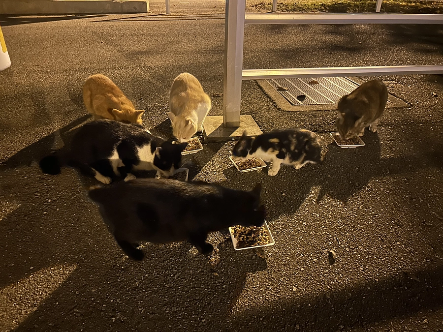 仲良し地域猫達❤️