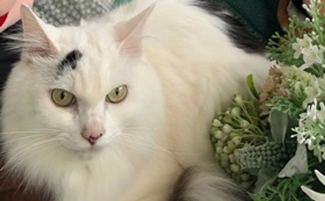 感謝のメール【3,000】