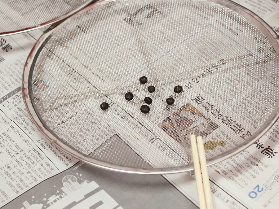 うんち標本作製が追い付かなーい【閲覧注意♪】その2