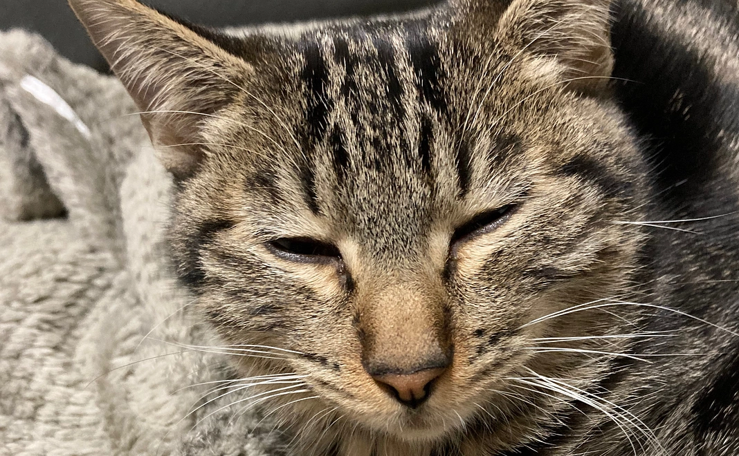 命を繋いで下さい