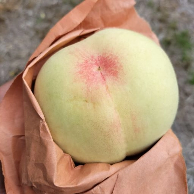 桃の収穫とお礼の発送