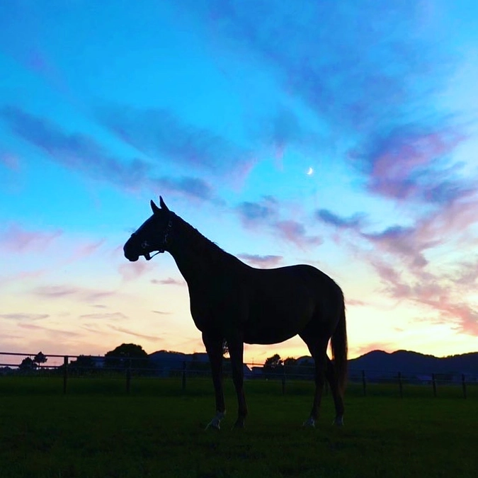牧場を立ち上げたきっかけ。