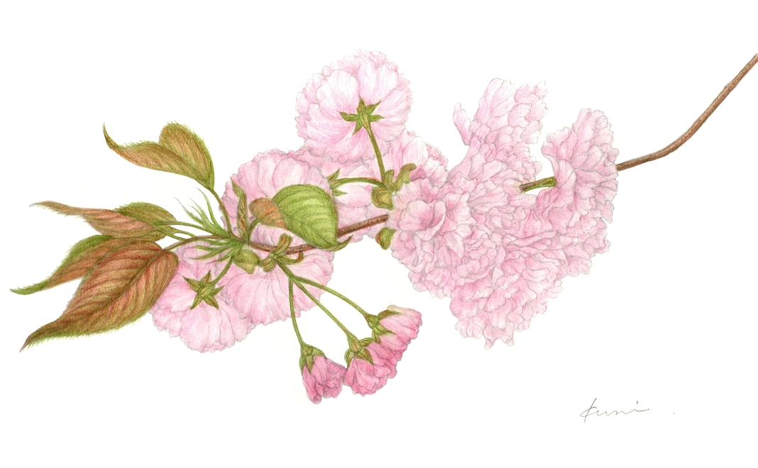 書籍SAKURA 京都を彩る日本の桜ボタニカルアート画集3部作の出版を応援します！＜シルバー＞
