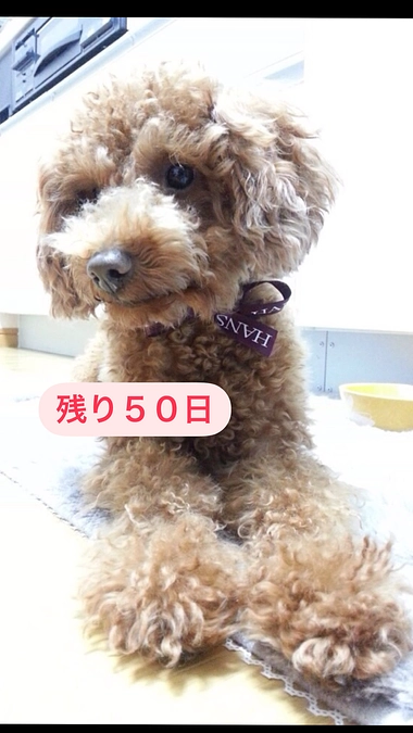 過度の咳き込みがはじまりました