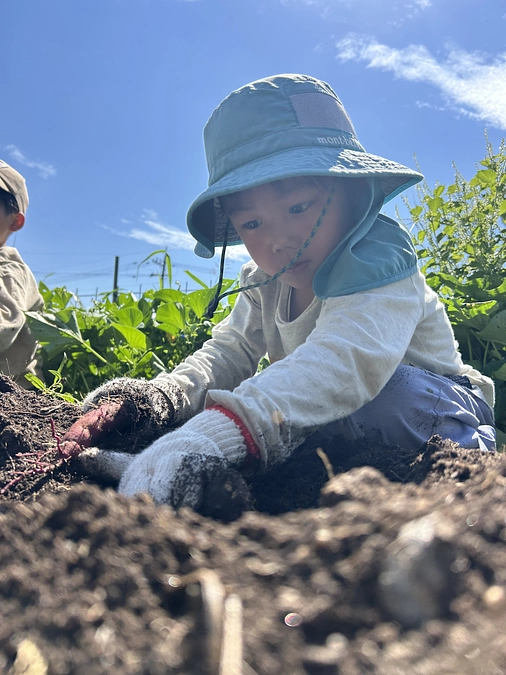 森の畑で育ったサツマイモ