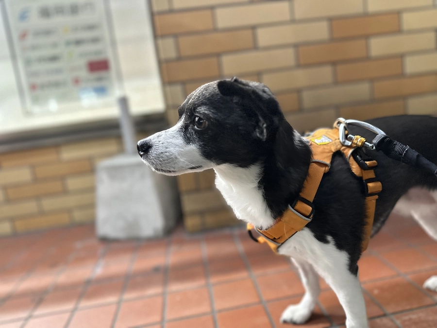 今日のニコちゃん