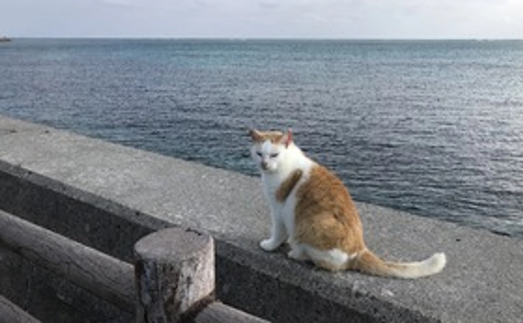 石垣島の猫たちへの応援コース3000