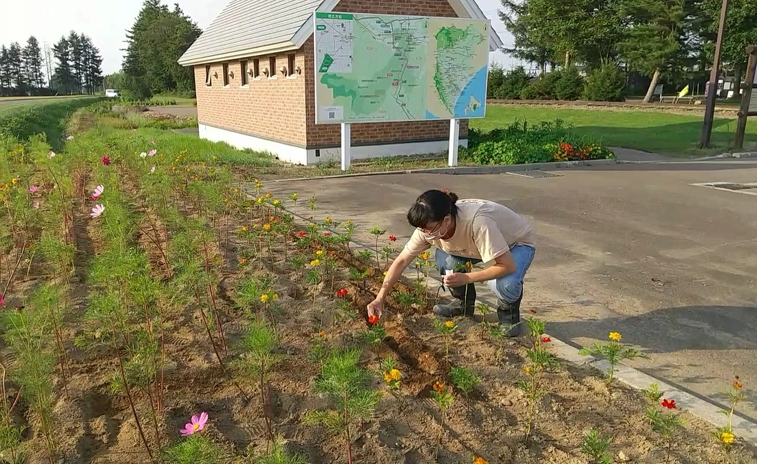 活動報告第２弾！　　コスモスの種をまきました♪