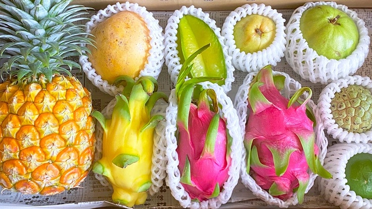 石垣島から世界に誇れる絶品フルーツを！