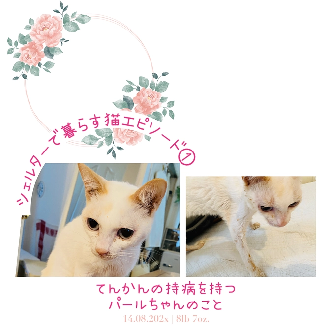 シェルターで暮らす猫エピソード①てんかんの持病を持つパールちゃんのこと