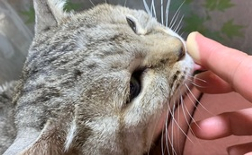 サラちゅきさん（リターン不要）