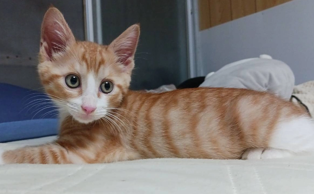 感謝のメール８