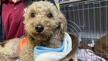 二度の大手術を乗り越えた保護犬のトイプードル「クル」を幸せに のトップ画像