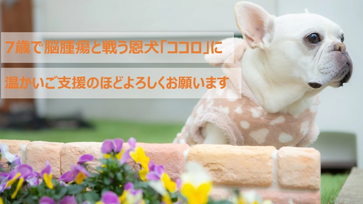 脳腫瘍に苦しむ7歳の恩犬『ココロ』にご支援お願いします
