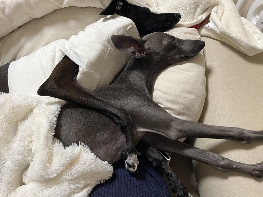 手術前、ティアラ✨とラズリー✨