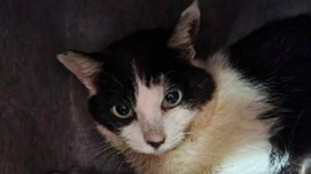 マリア通院の日🏥