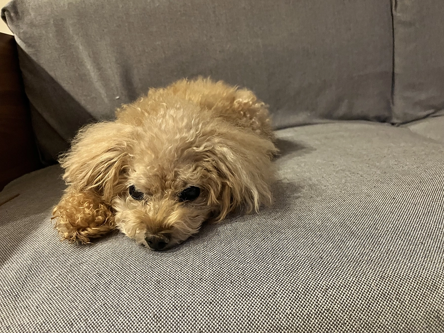 残り日数も少なくなってきました、ご支援拡散お願いできればと思います