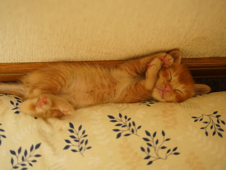 チャビちゃんの子猫(参)