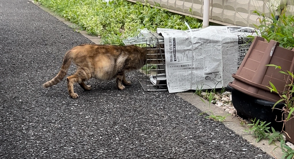 TNRのお手伝い開始！