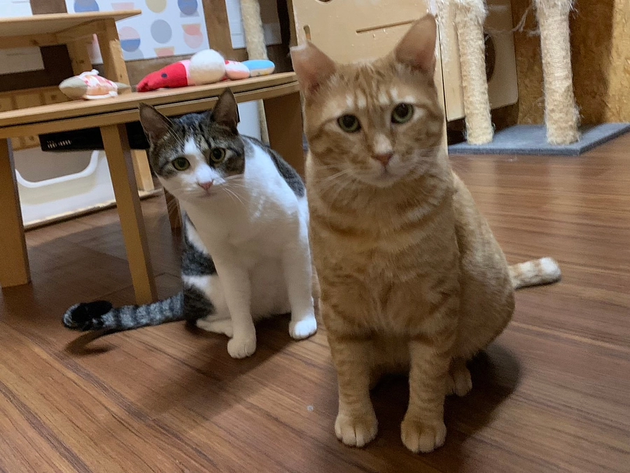 サナトリウム(療養施設)！免疫力の弱い猫たちの為に守り続けたい理想の場所！