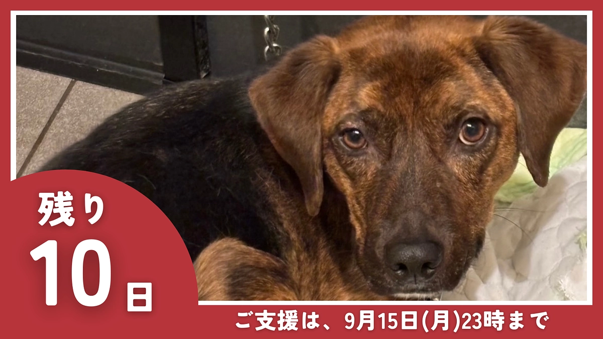 【残り10日】情報拡散にご協力をお願いします！