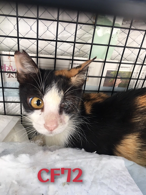 ＣＦ７０～７3までＴＮＲ終わりました